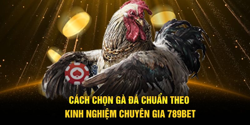 cách chọn gà đá chuẩn